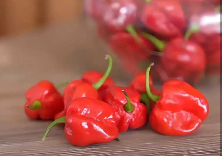 Mengenal Cabai Palurah IPB, Jadi Cabai yang Super Pedas!