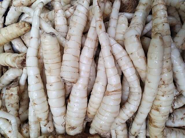 Jual Umbi Garut Terdekat: Panduan Membeli Umbi & Tepung Garut Terbaik Beserta Harga Terbaru