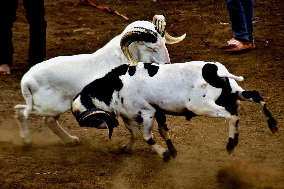 Jangan Sampai Salah! Ini Perbedaan Domba Garut Kelas A, B, dan C