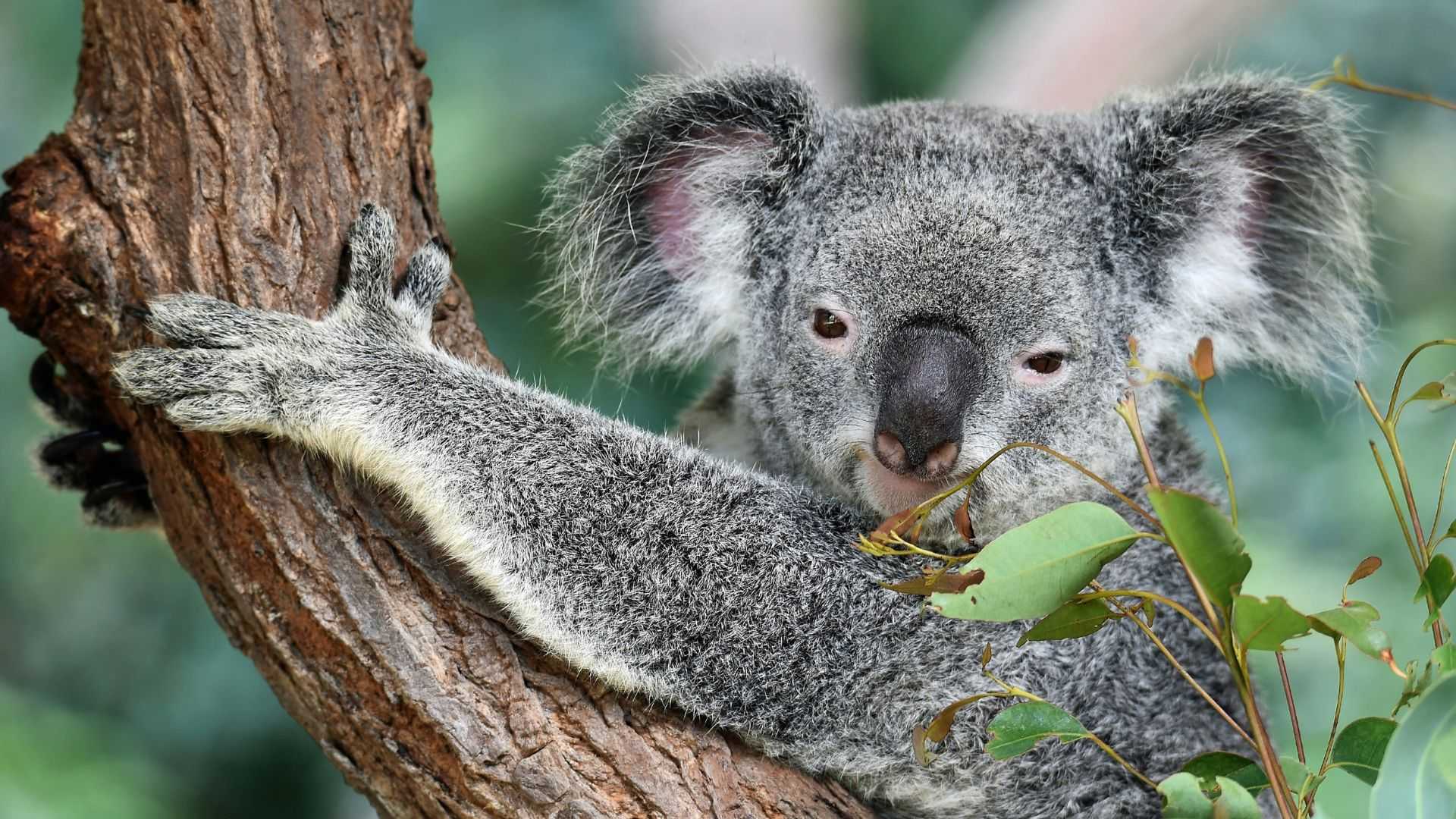 Kebiasaan Unik Koala Saat Gagal Kawin, Dia Galau dan Menyerah