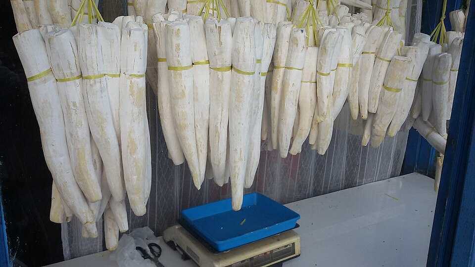 Lirik Lagu dan Terjemahan Lagu Peuyeum Bandung yang Bercerita Soal Lezatnya Tape Khas Bandung